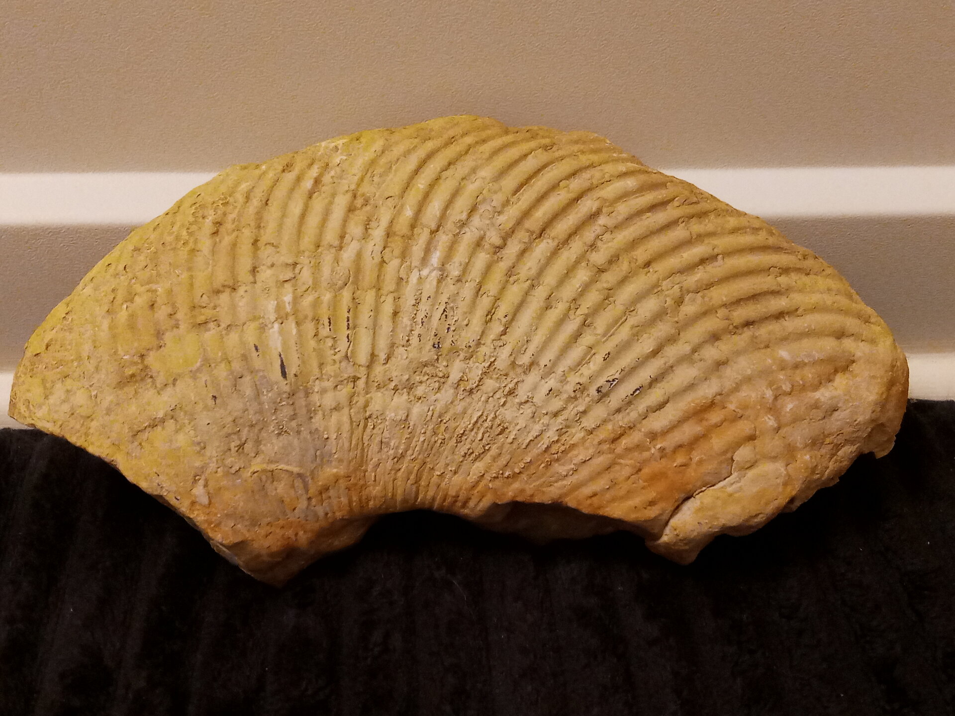 large - side 1.jpg