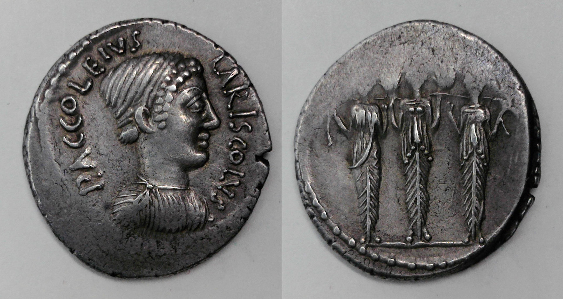 Lariscolus.jpg