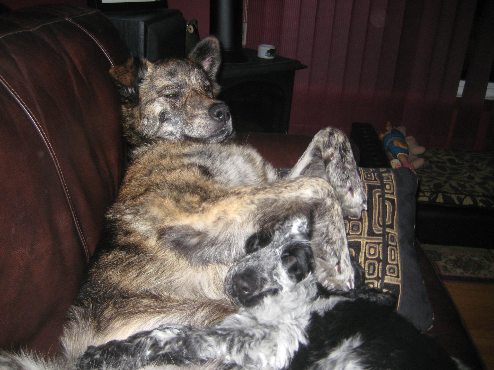 Larry & Buster on the couch together 029.jpg