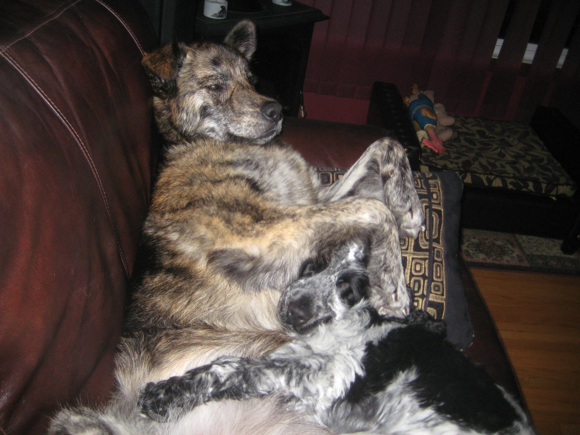 Larry & Buster on the couch together 030.jpg