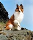 lassie's stance.jpg