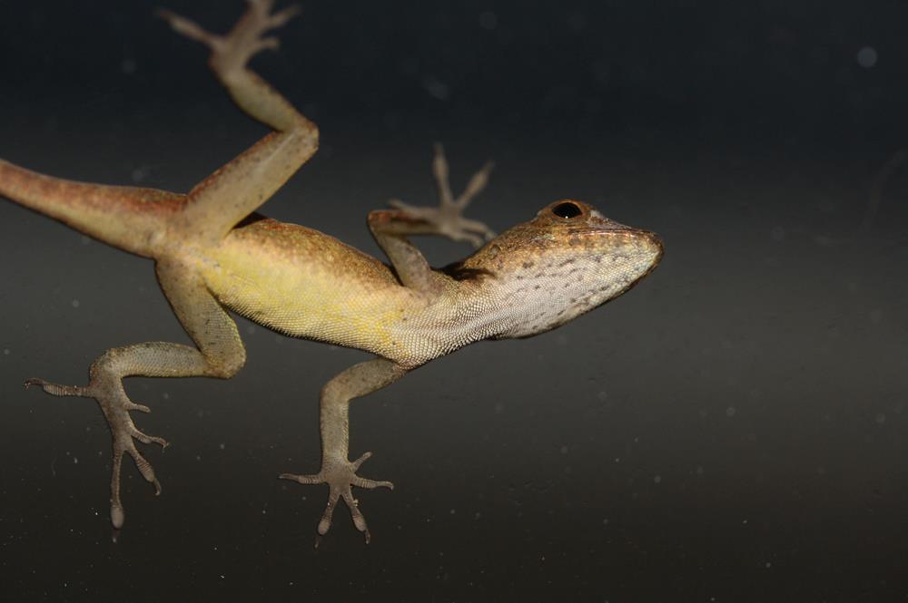 LeapinLizards.jpg