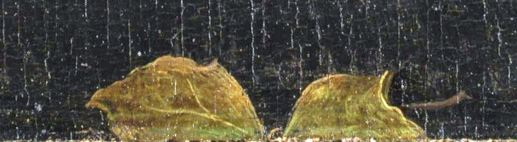 leaves.jpg