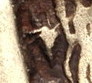 Lesbos Mytilene b c.jpg