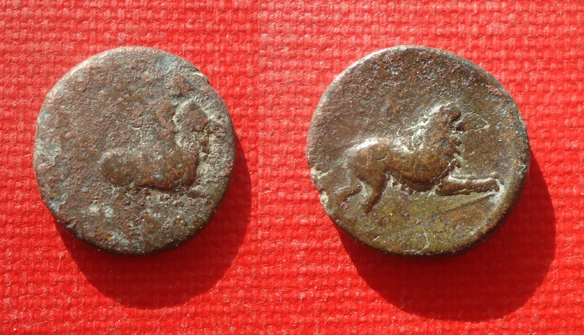 Leukas Akarnania chimera lot Nov 2019 (0).jpg
