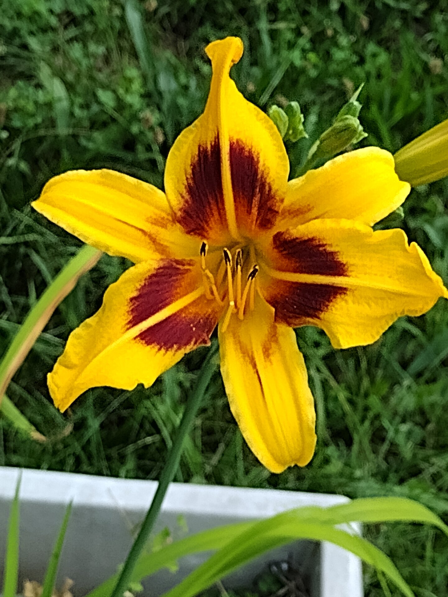 Lily2.jpg