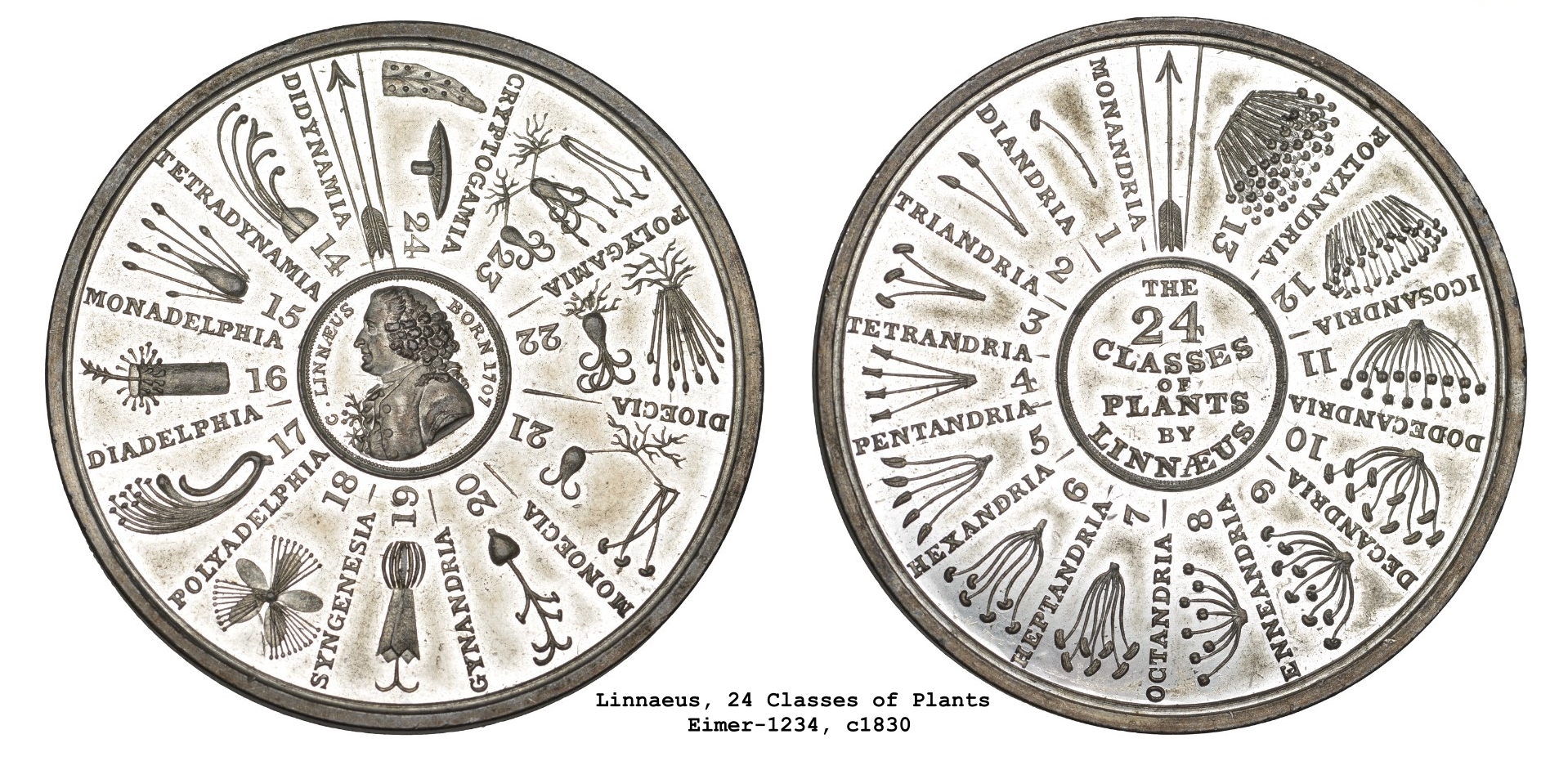 Linnaeus white metal c1830.jpg