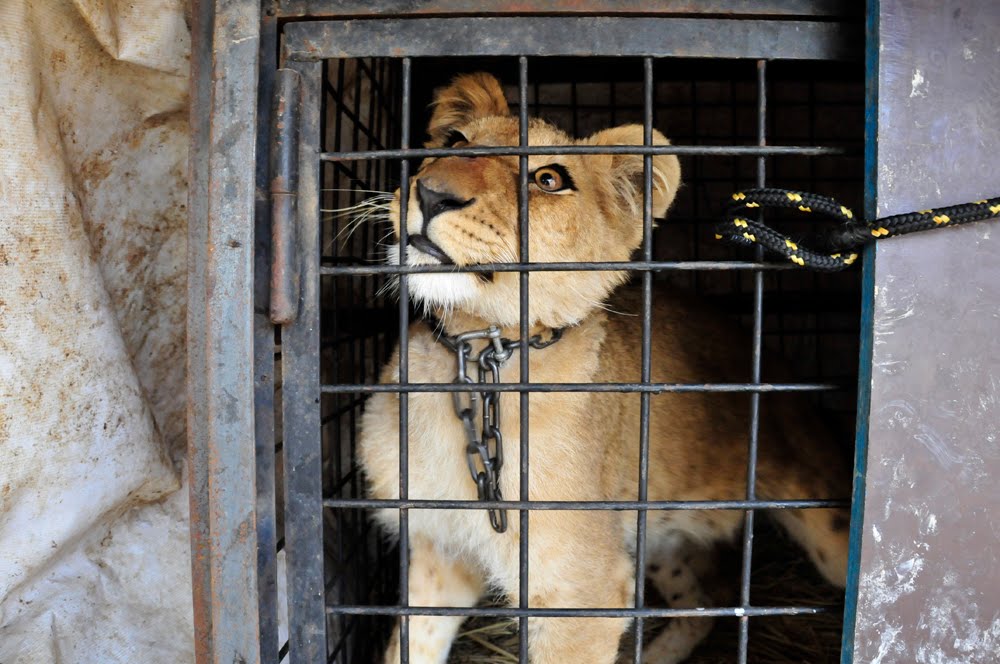 Lion in a cage.jpg