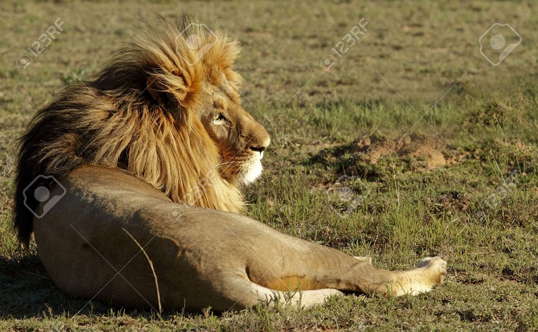 lion.jpg