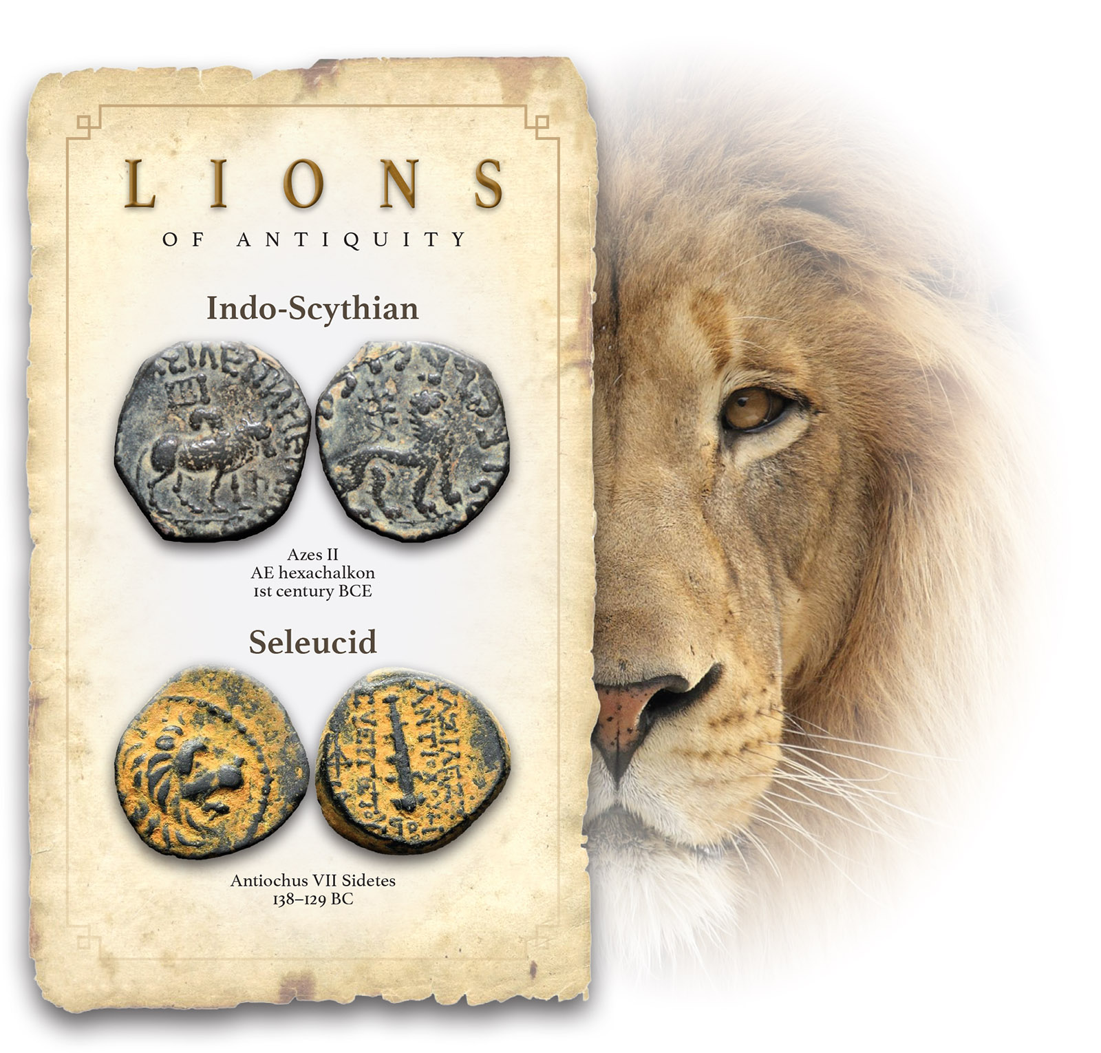 LIONS.jpg