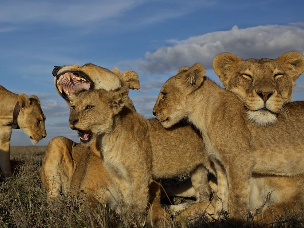 Lions.jpg