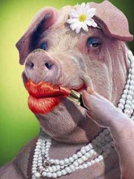 lipstick-on-a-pig_466562_1.jpeg