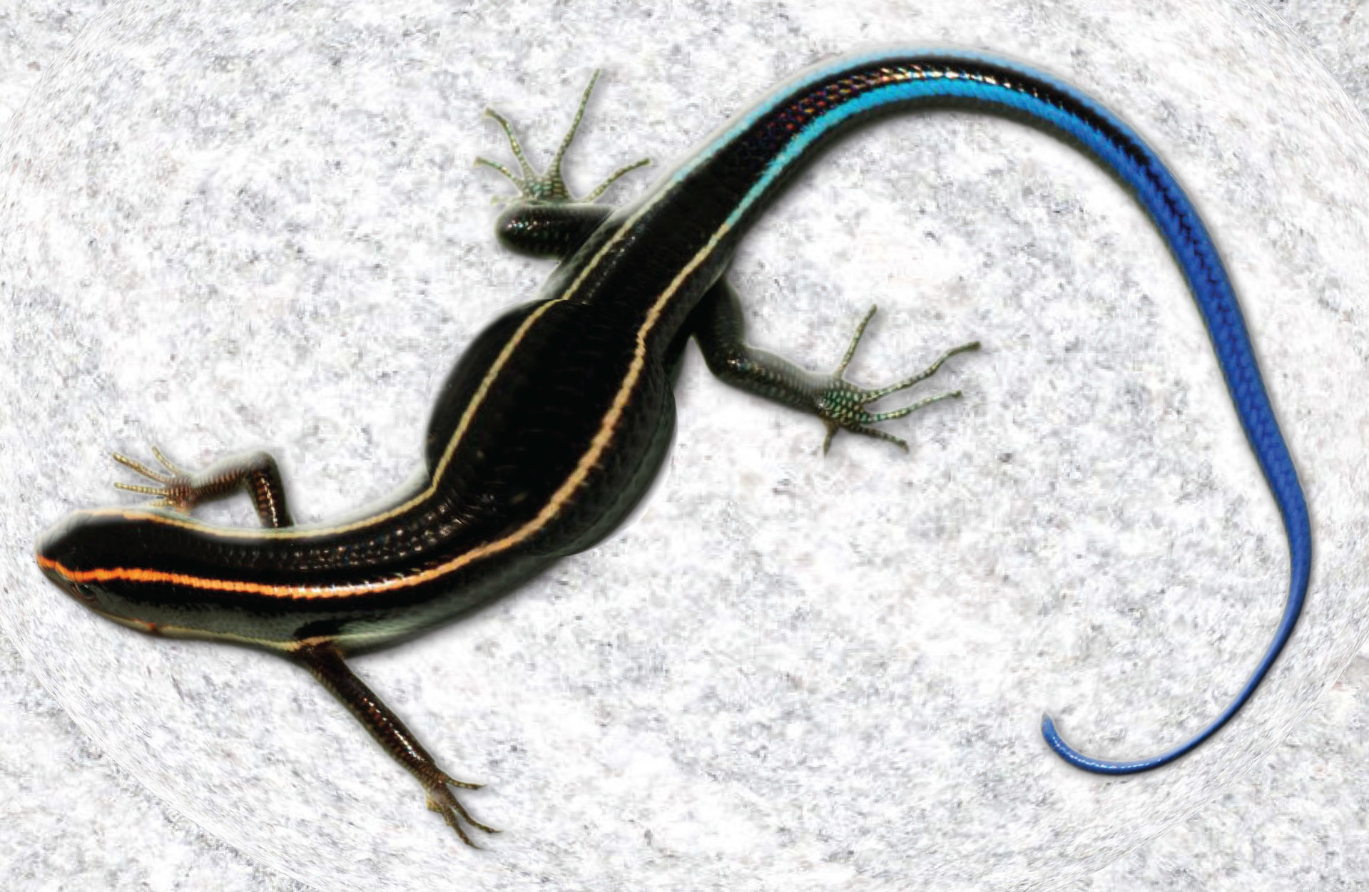 LIZARDSNACK3.jpg