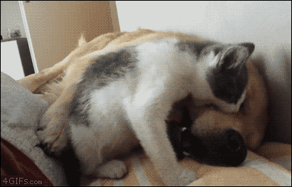 LMAO-GIFs-lolmaniaclub.ru-07-.gif