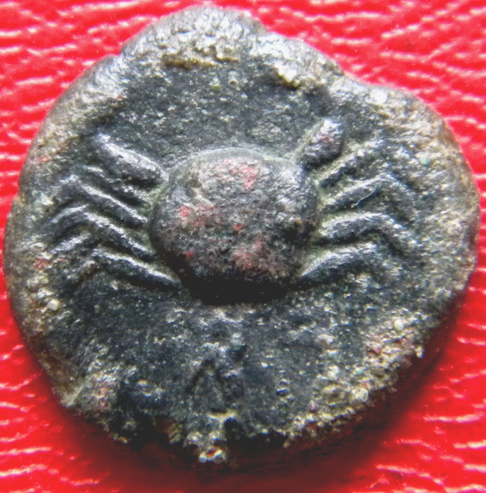 Lopidusa.jpg