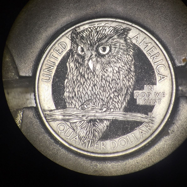 LT-owl-SHQ-04801-artistpic.png