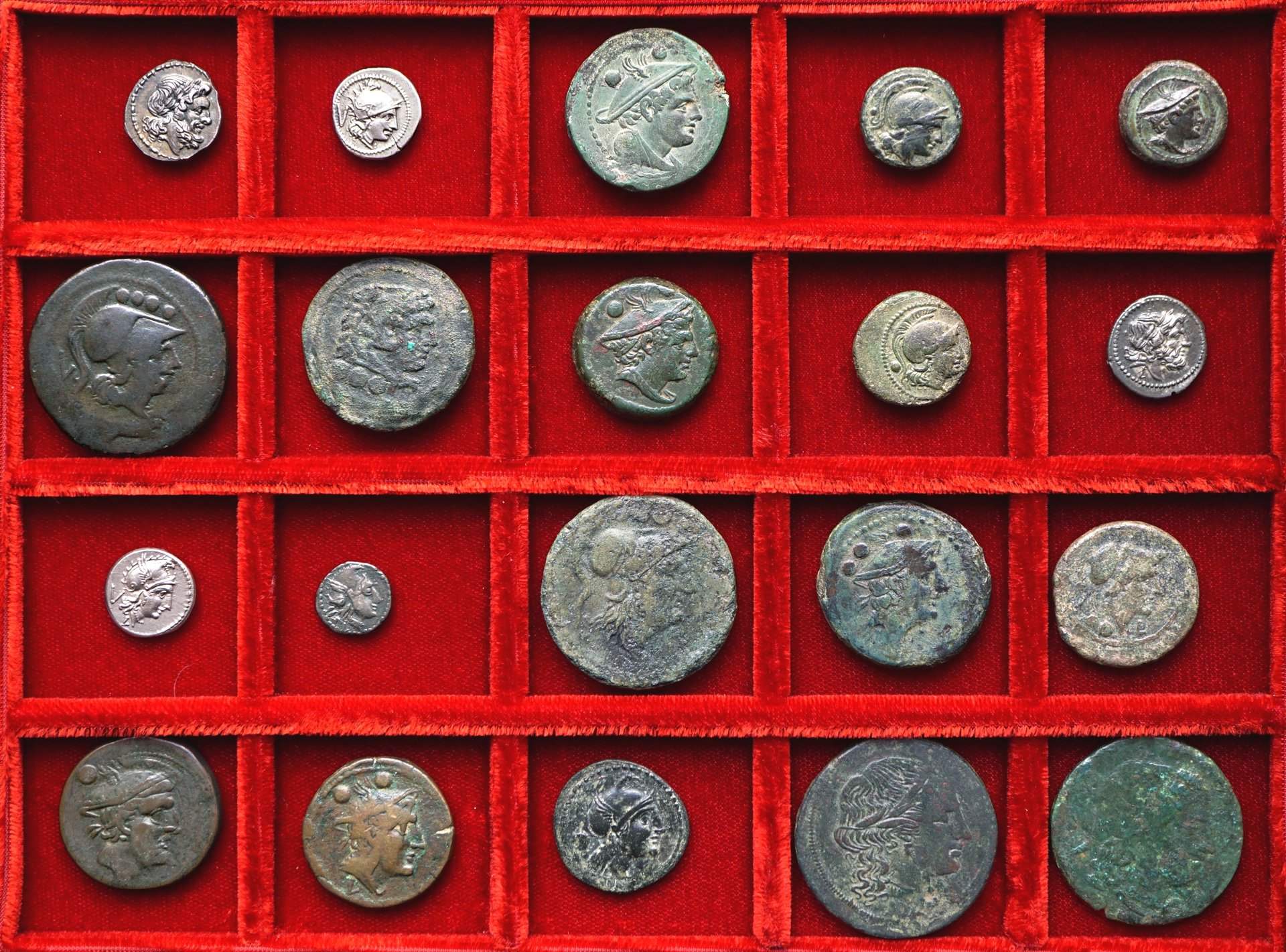 Luceria Hewrdonia first tray (1).JPG