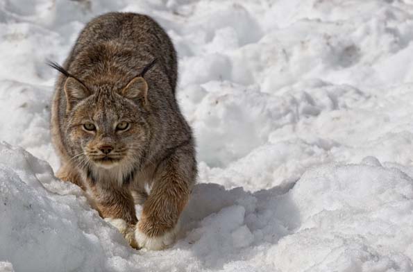 lynx.jpg