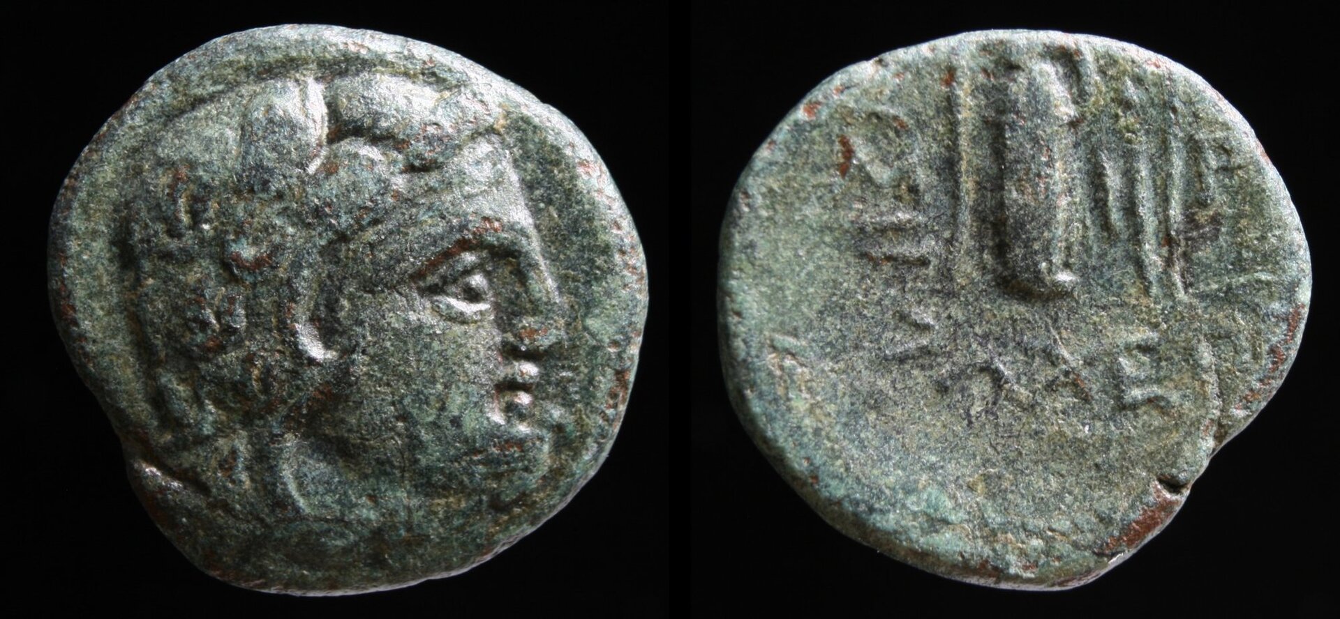lysimacheia 1.jpg