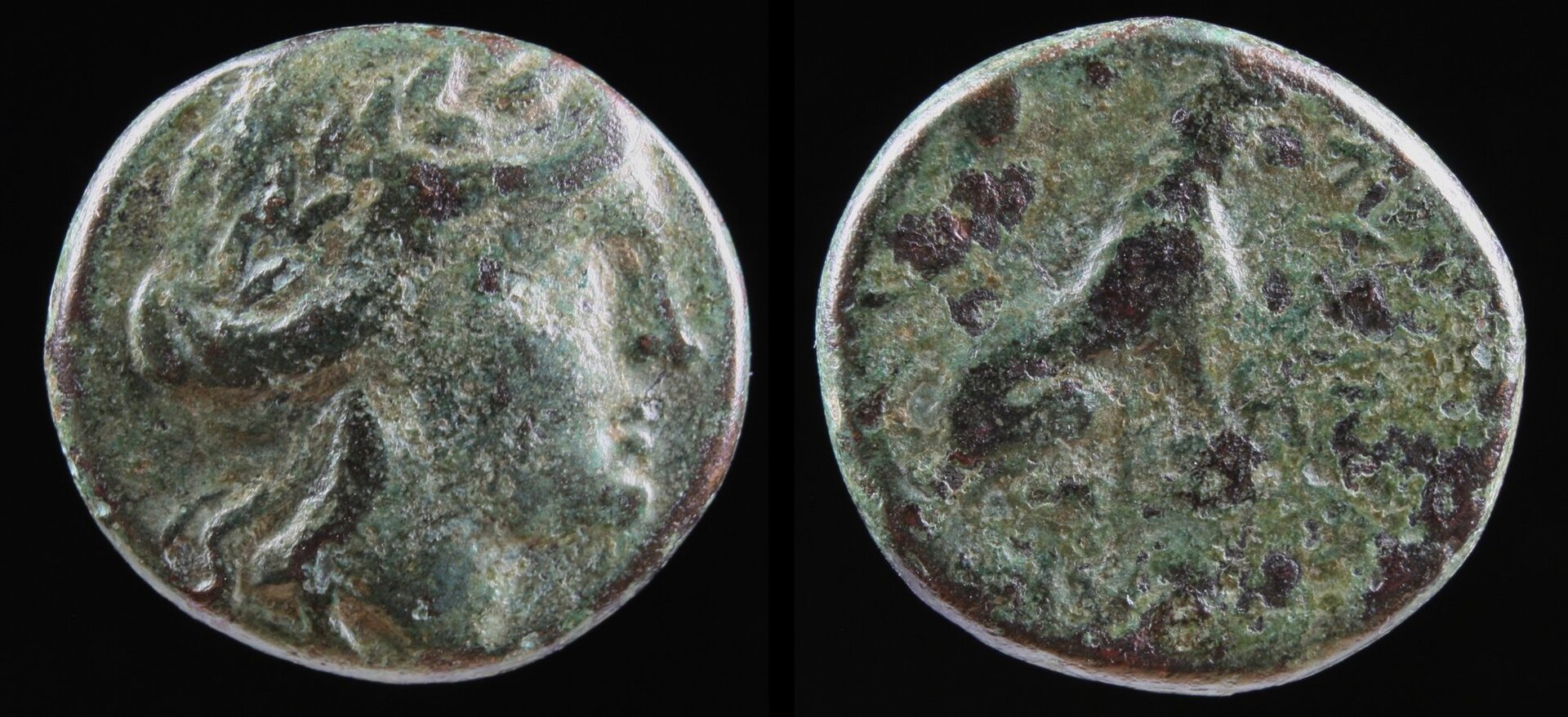 lysimacheia 3.jpg