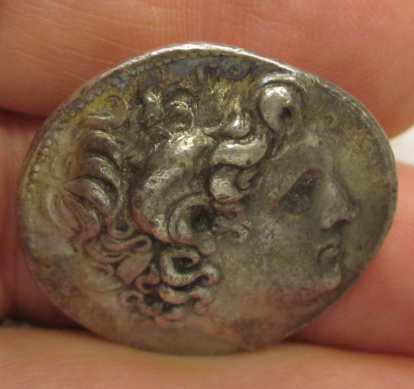Lysimachus Chuncky 1.jpg