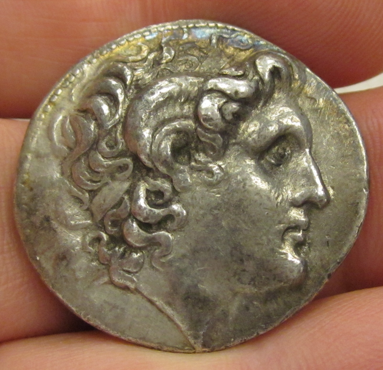 Lysimachus Chuncky 2.jpg