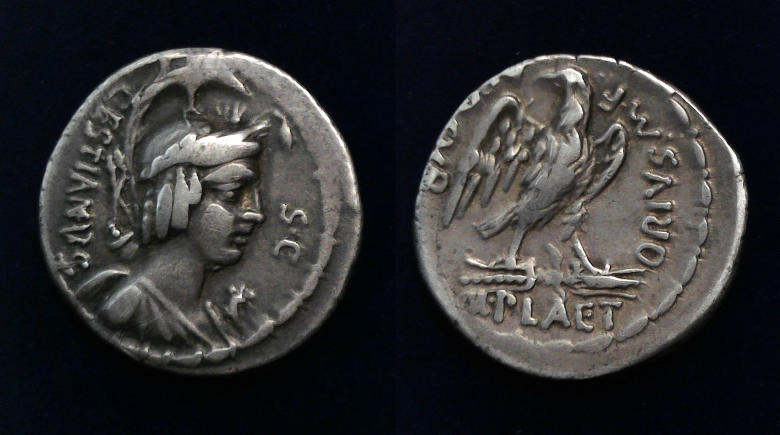 M Plaetorius Caestianus.jpg