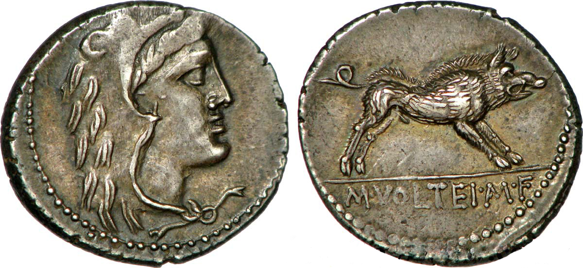 M Volteius Mf CBG 2014 PS.jpg