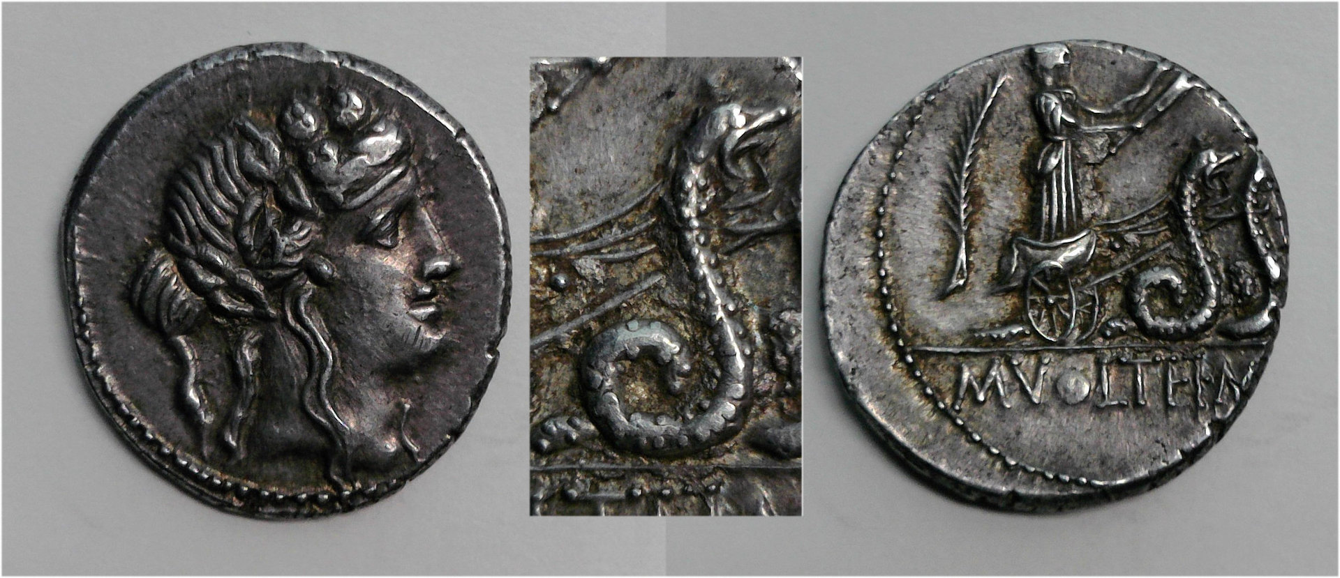 M Volteius Snakes.jpg