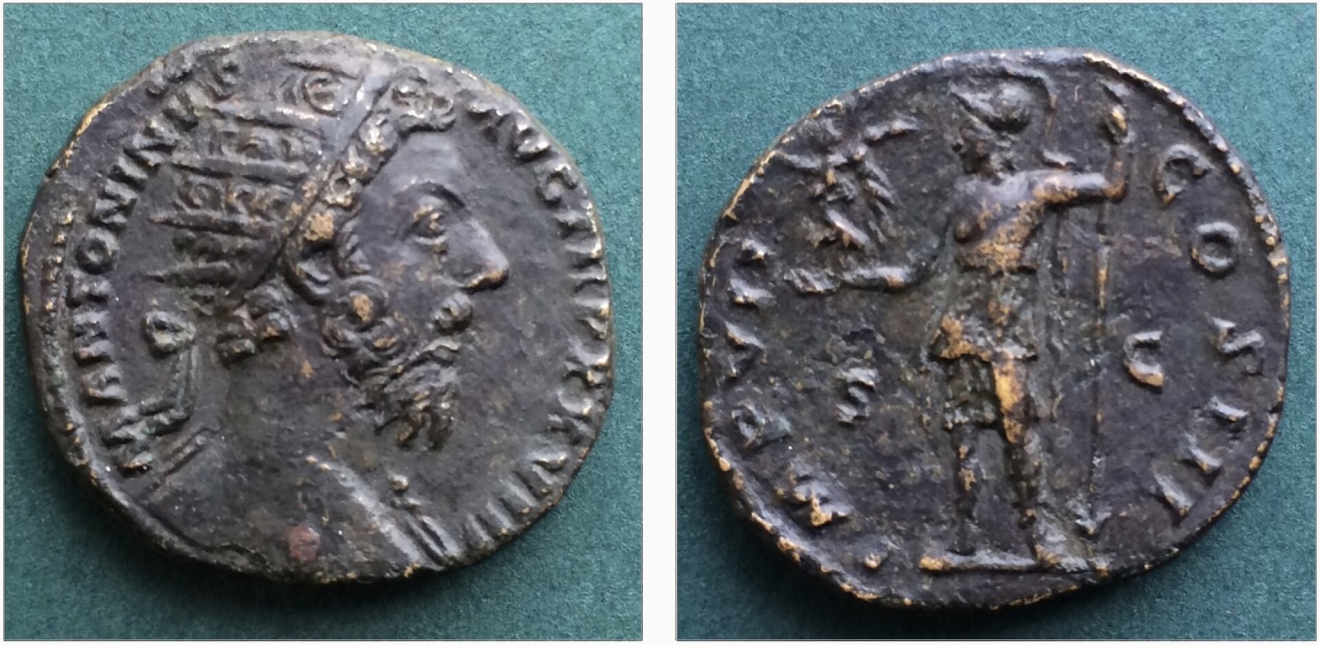 MA dupondius.jpg