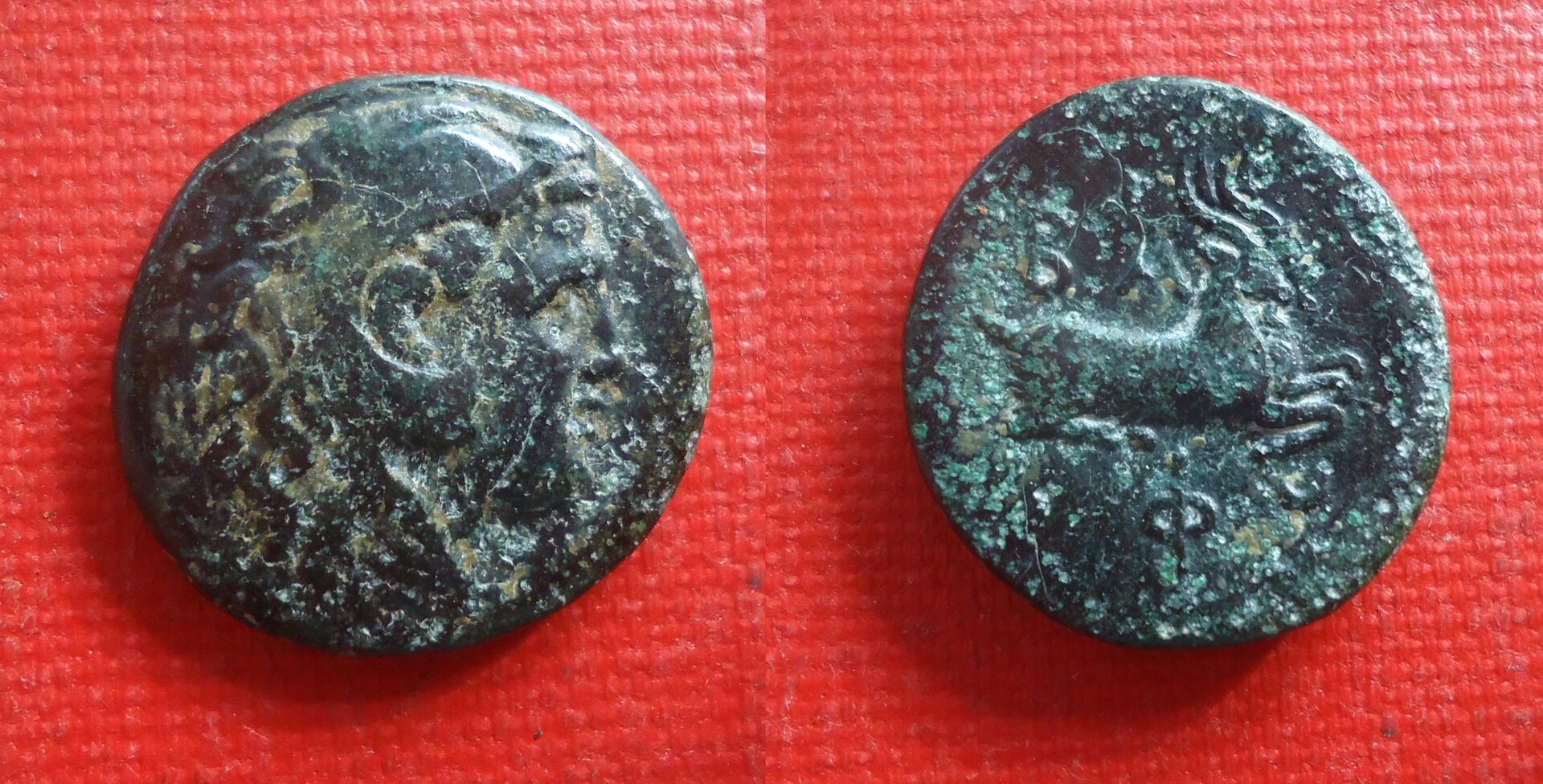 Macedon - Philip V goats Aug 2019 (0).jpg