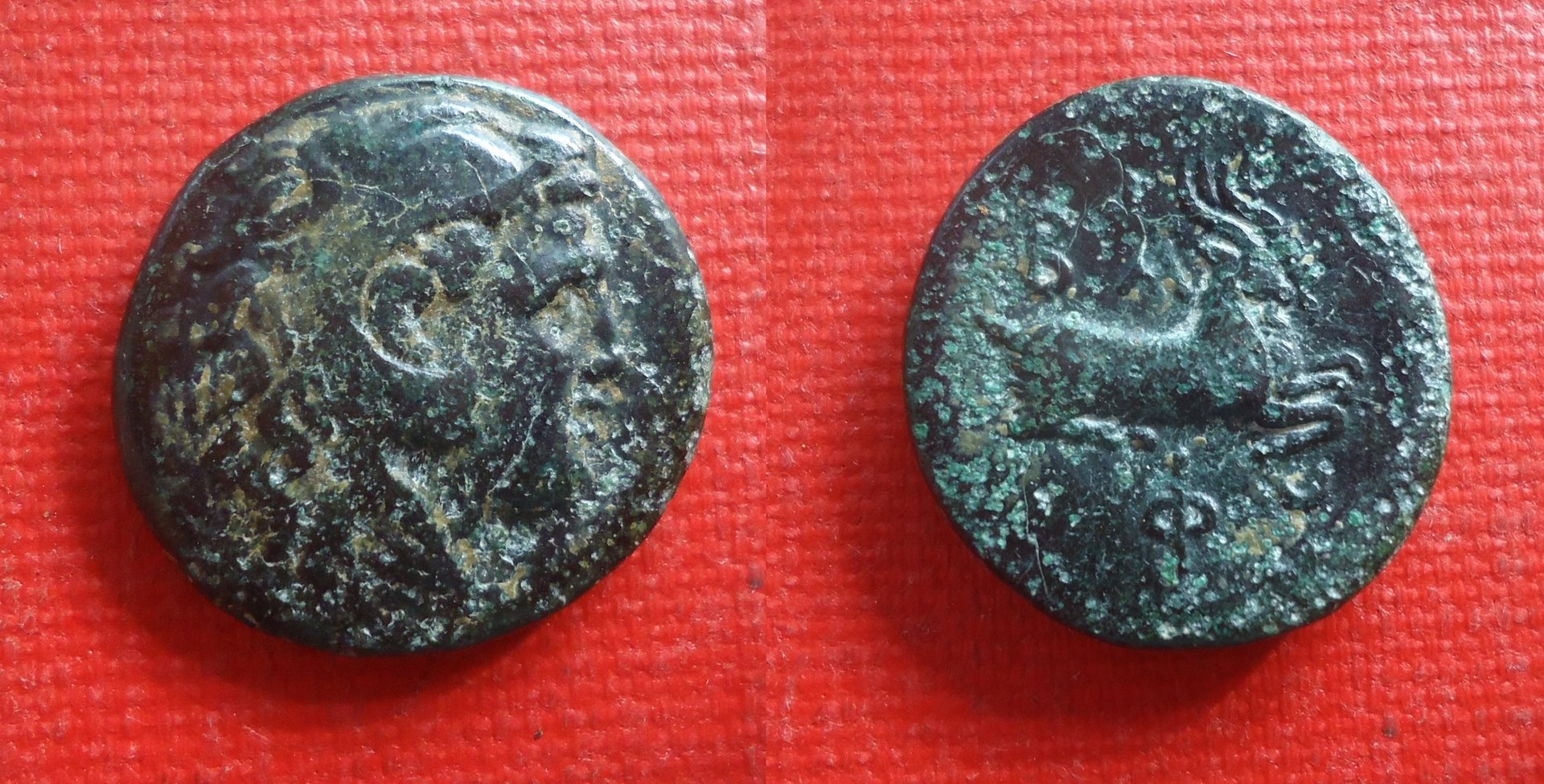Macedon - Philip V goats Aug 2019 (0).jpg