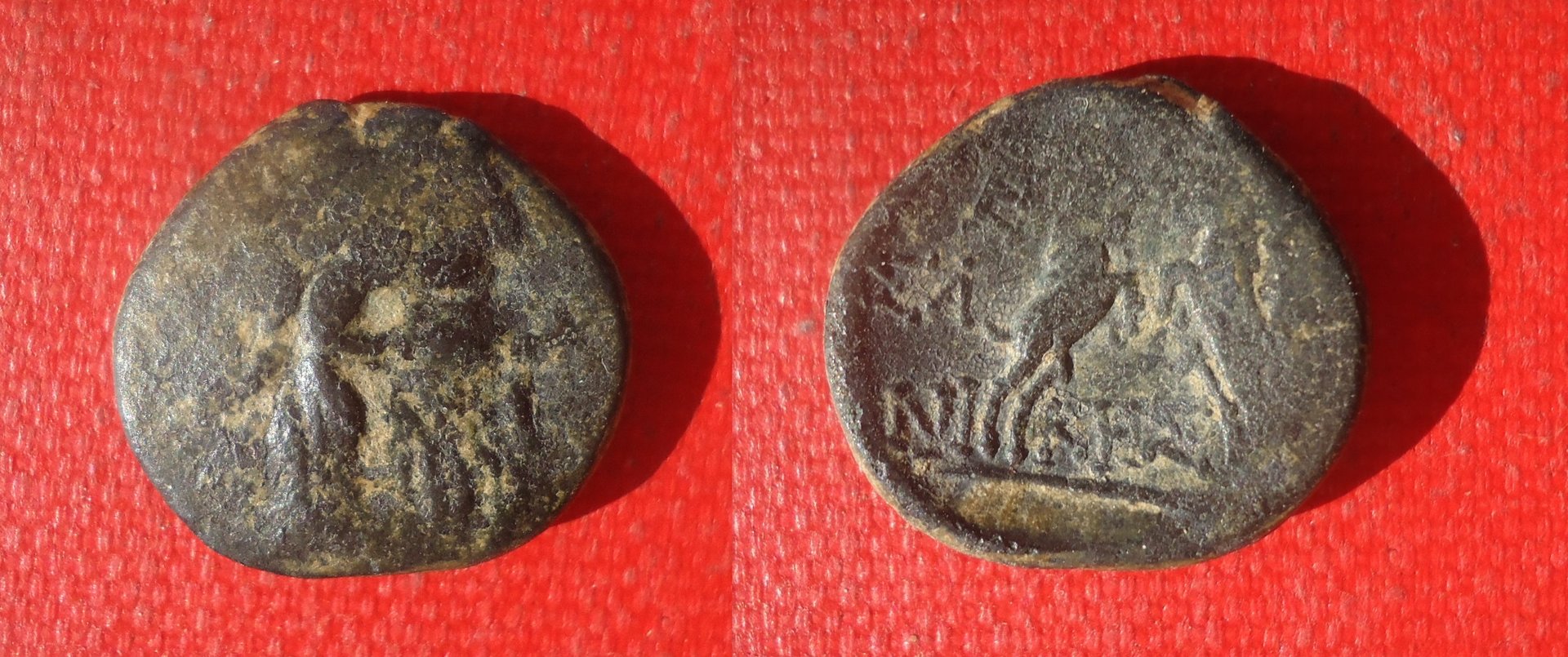 Macedon - Zeus & Goats Oct 2019x a (0).jpg