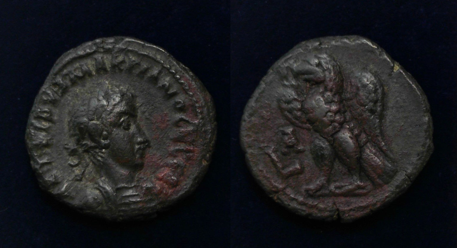 Macrianus Alex Tet Blu.jpg