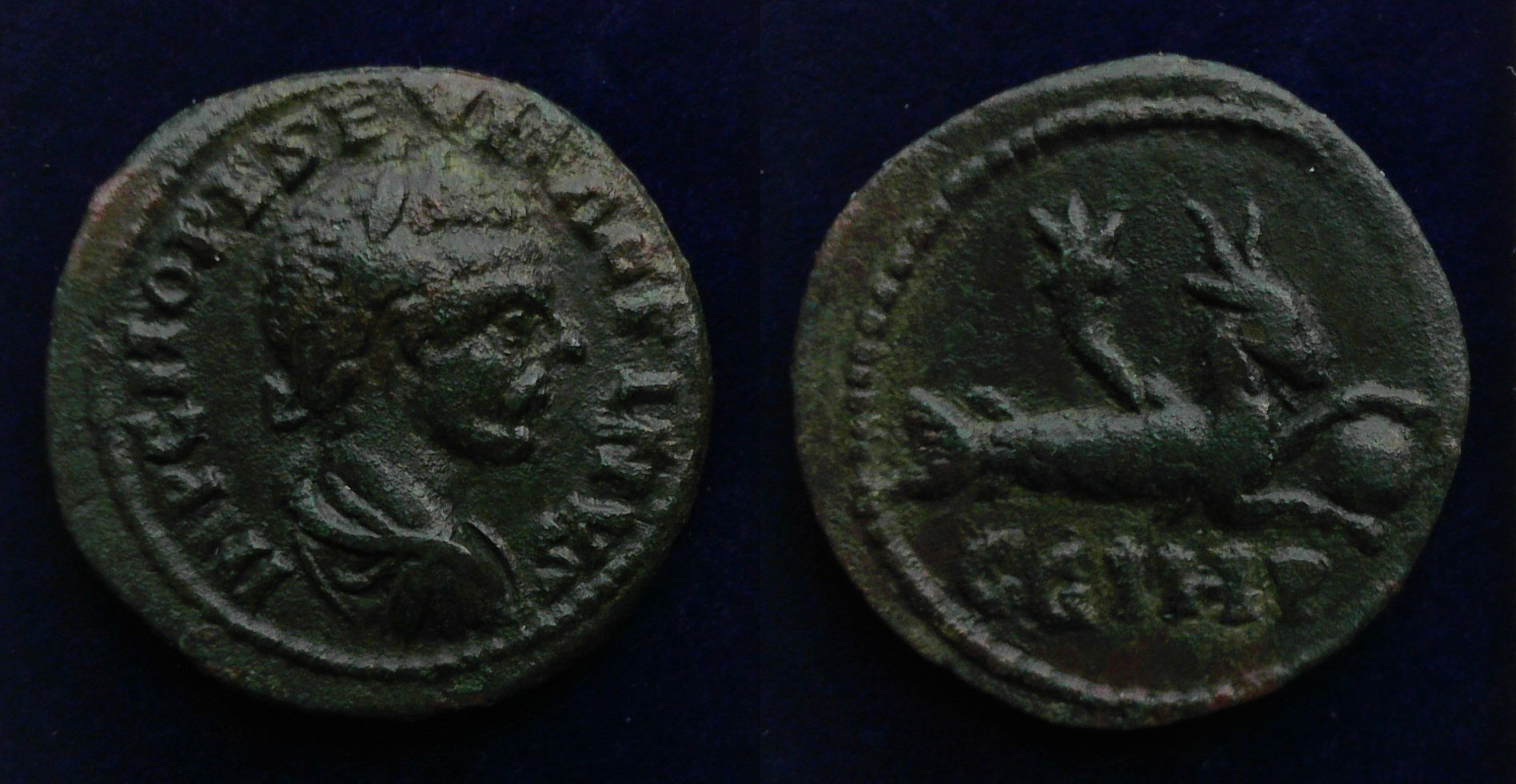 Macrinus Capricorn.jpg