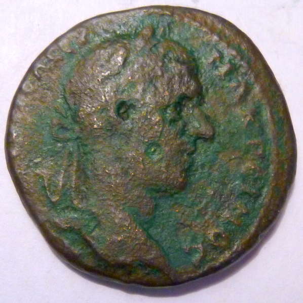 Macrinus1_OBV_opt.jpg