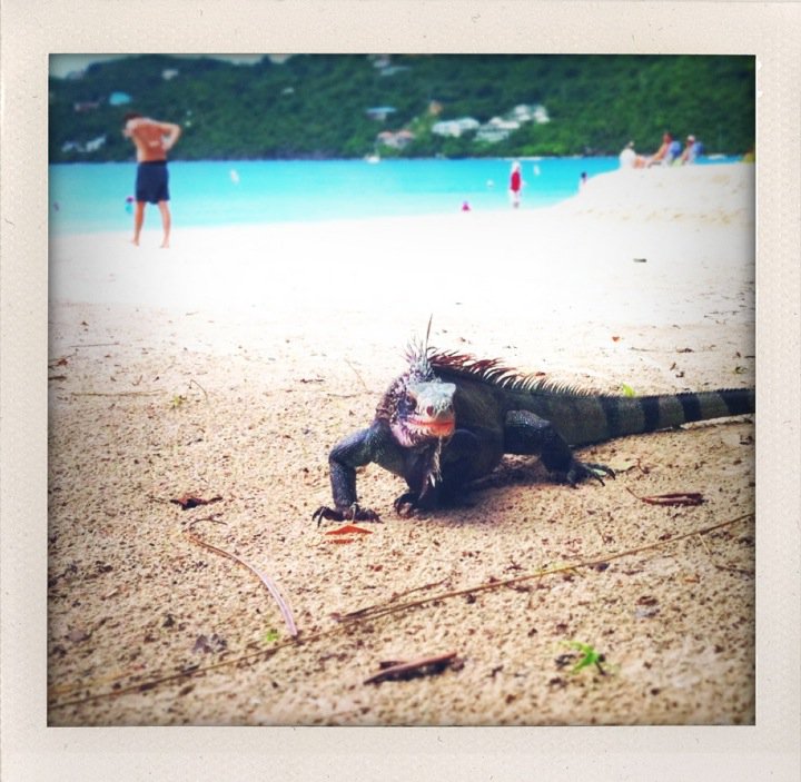 MagensBeachIguana.jpg