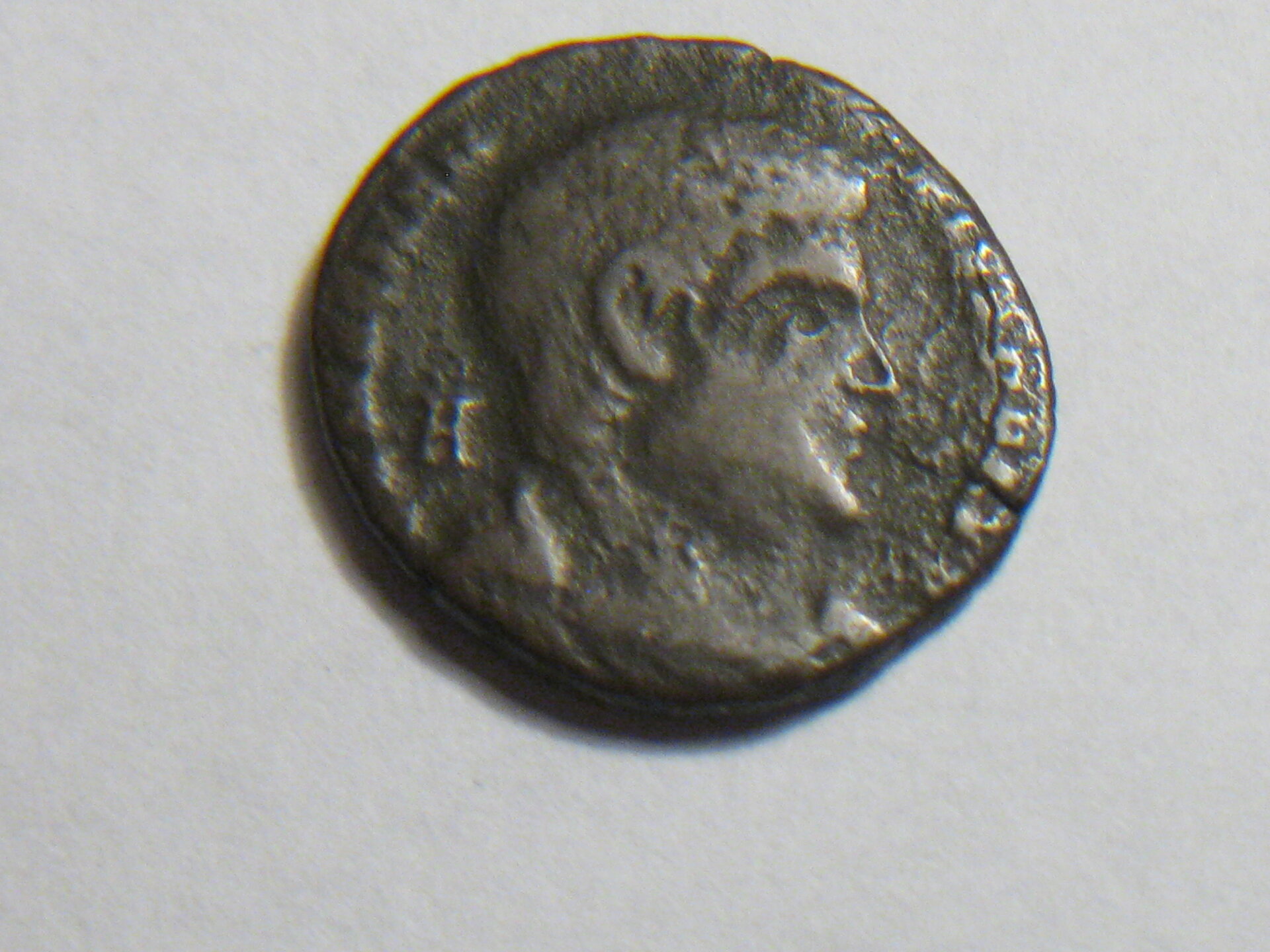 Magnentius maiorina 001.JPG