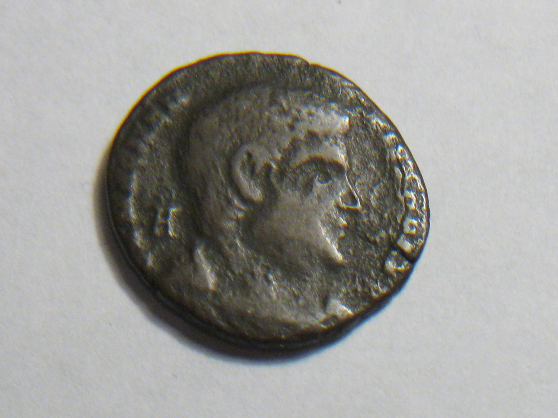 Magnentius maiorina 002.JPG