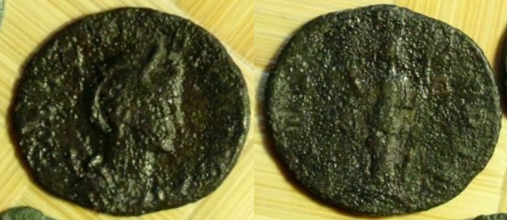 magnia urbica.png
