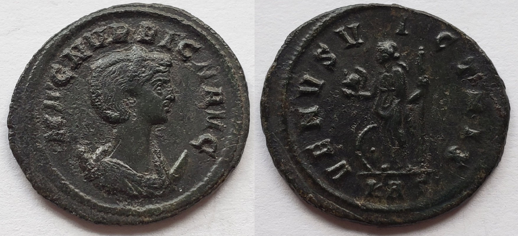 Magnia Urbica venus.jpg