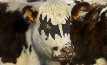 makeup cow.jpg