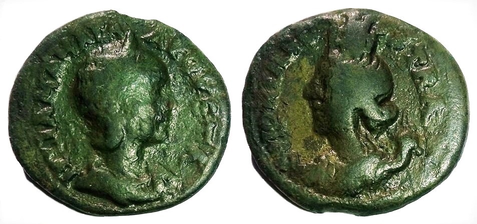 Mamaea Bostra.jpg