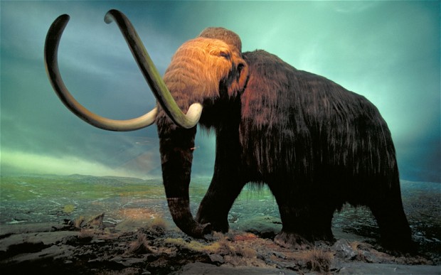 Mammoth yah.jpg
