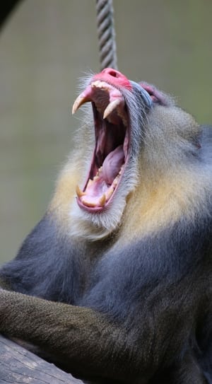 mandrill-zoo-animal-monkey-tooth-wallpaper-thumb.jpg