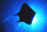 Manta Ray.jpg