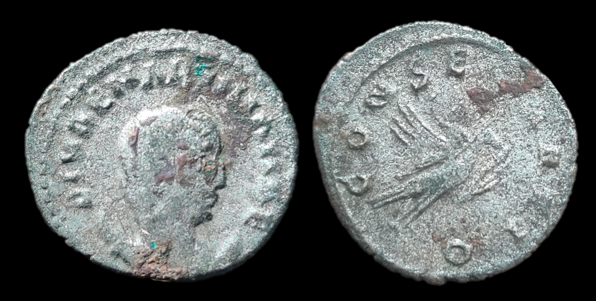mariniana antoninianus.png