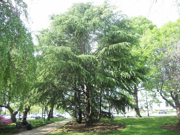 Maryland Tree 3.png