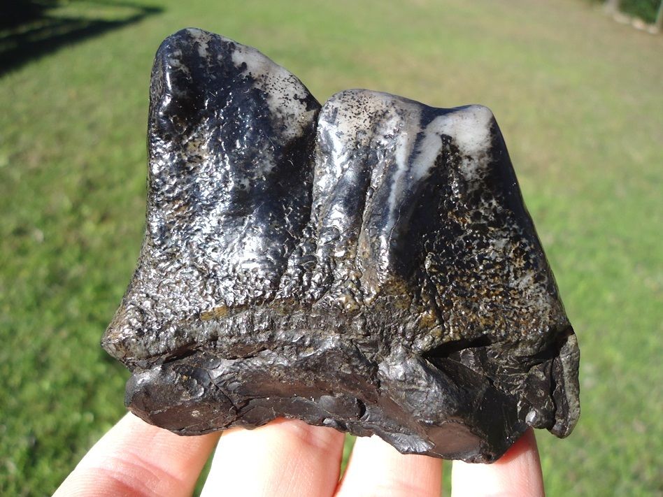mastodon tooth.jpg