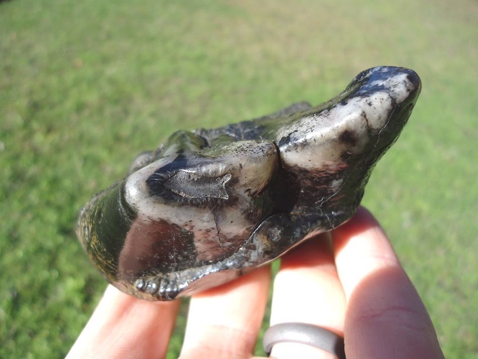 matodon tooth 2.jpg